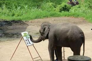 娱乐吃瓜君大象